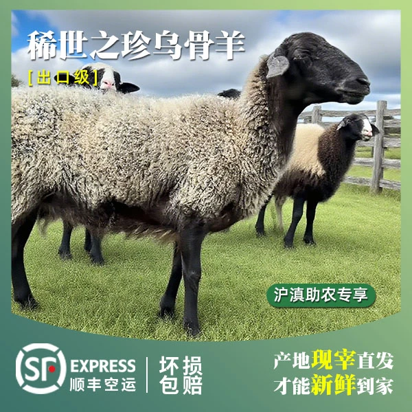【兰坪直供】云南乌骨羊高原黑色素羊肉整羊整扇30公斤100%腿排