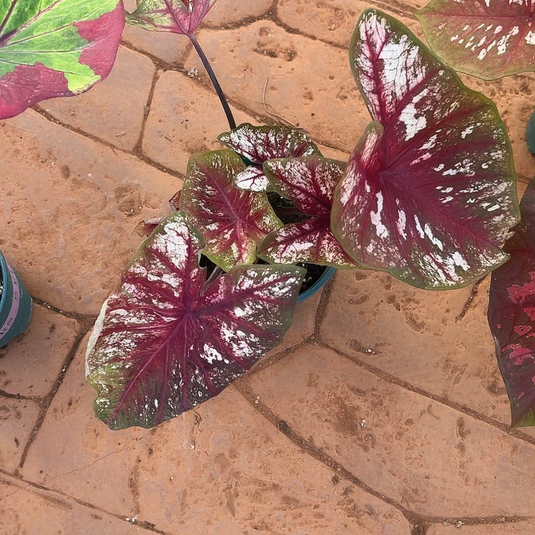 R***.无花朵大球花脸养定39