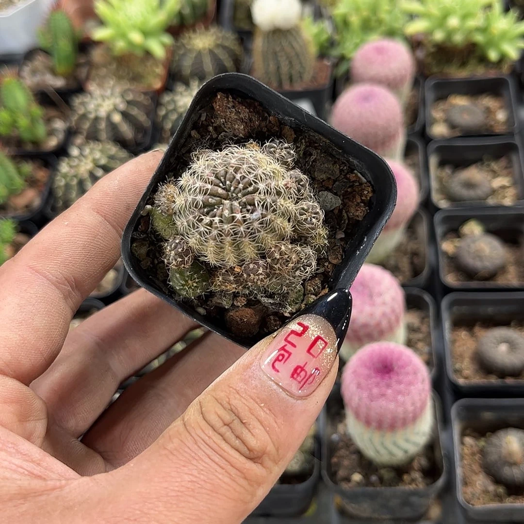 很***人107191一物一拍单头发货