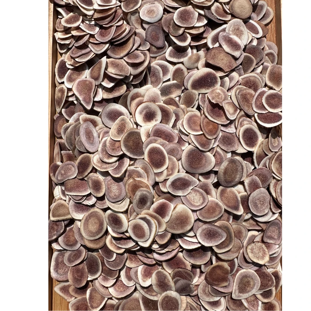 【静静助农上货】1鹿茸片10g干片小片精选可搭红枸杞