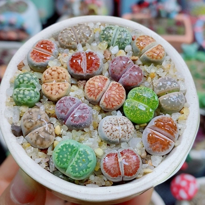 生石花花红红火火884