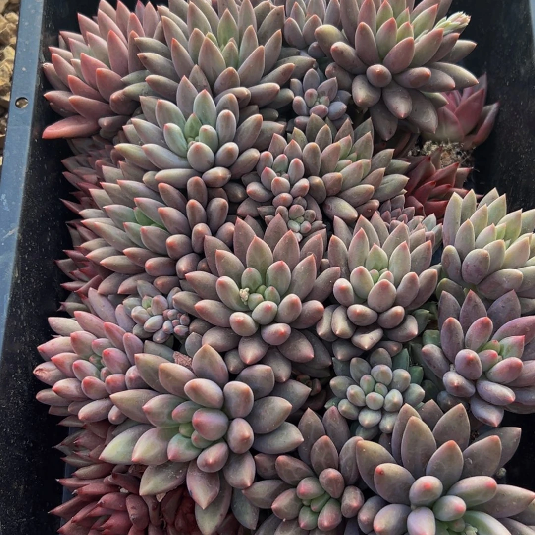 1***4814惺惺相惜超纯纯粹粹