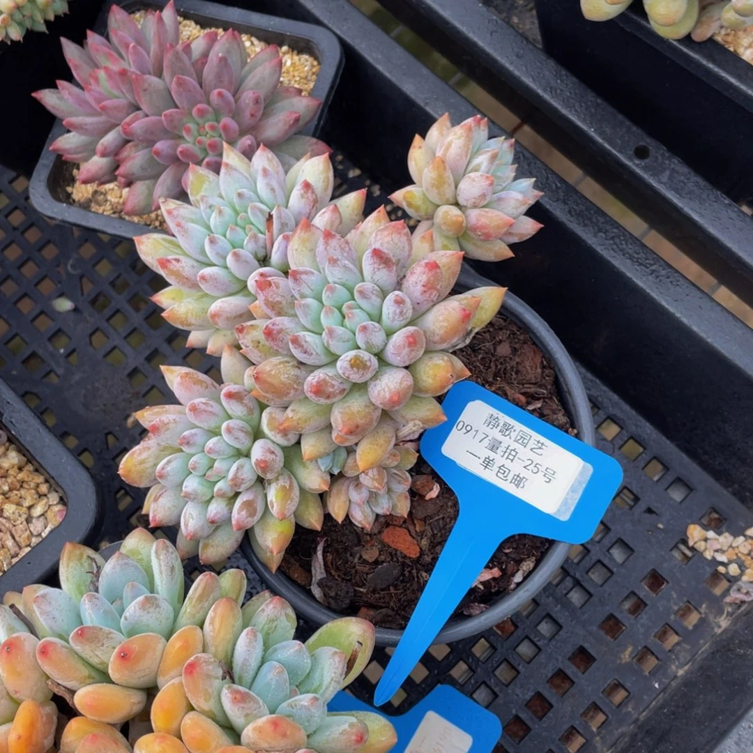 0917-25-所罗门老桩群生一颗