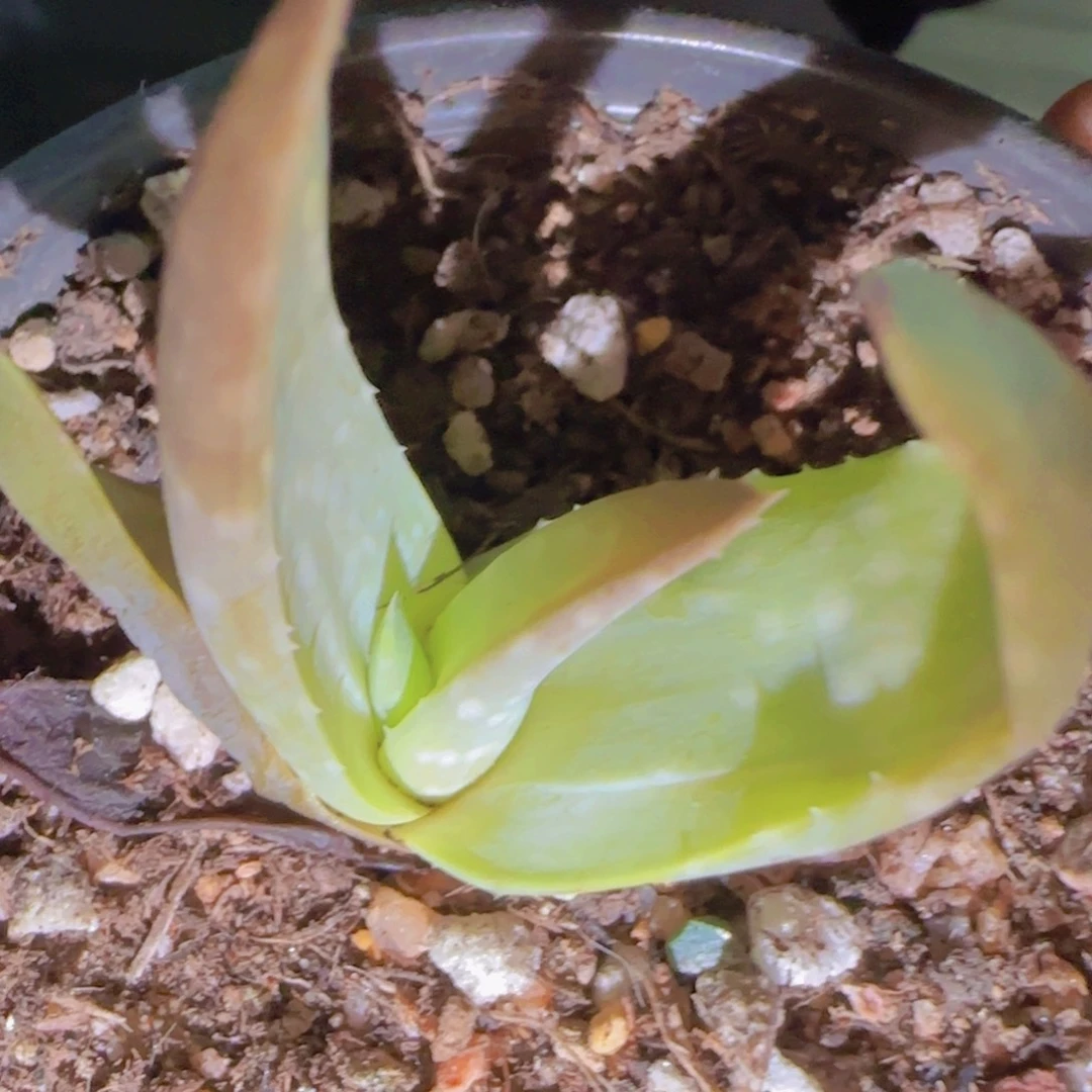块根植物块根植物