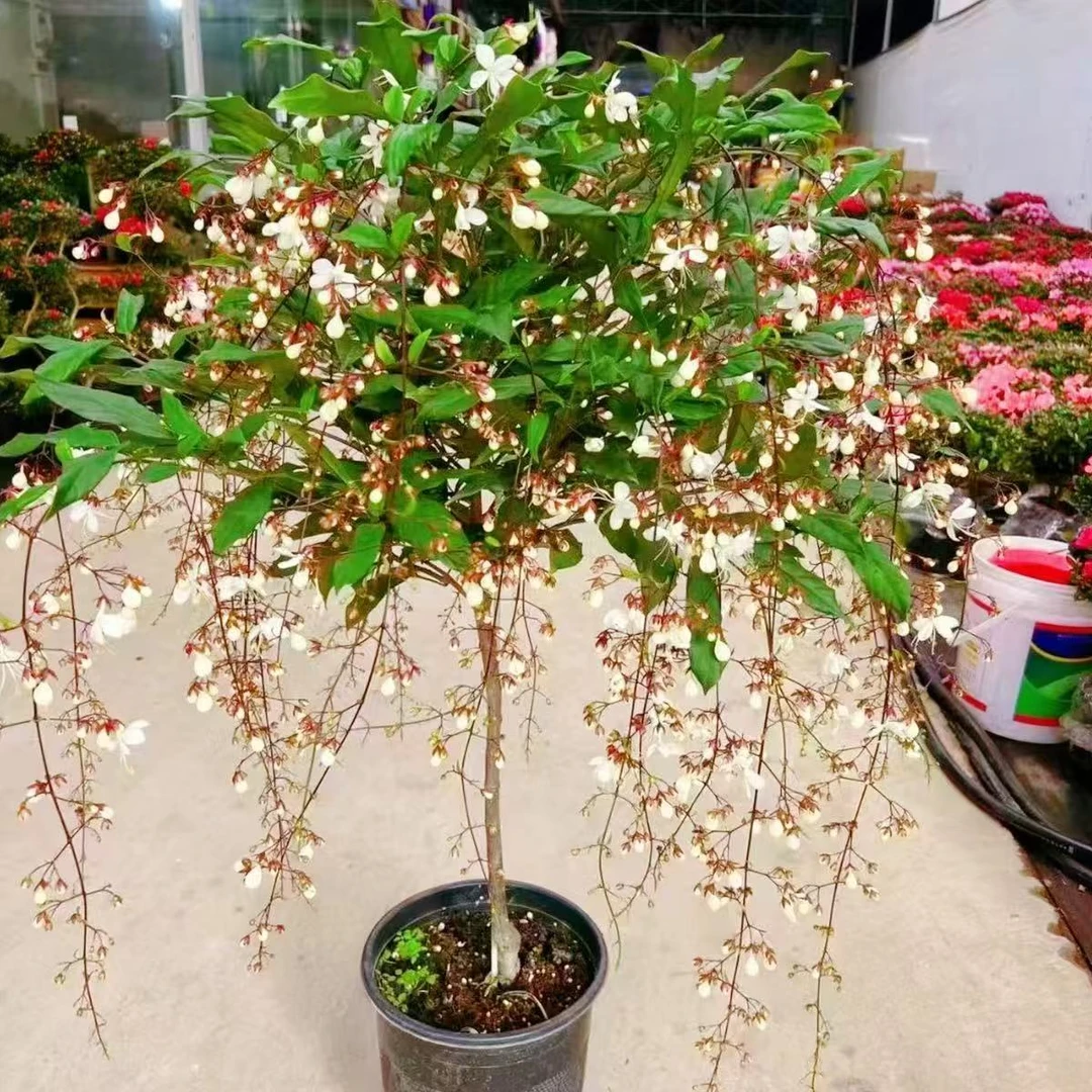 【带花丝独杆】老庄垂丝茉莉盆栽耐热好养室内花卉开花垂吊植物