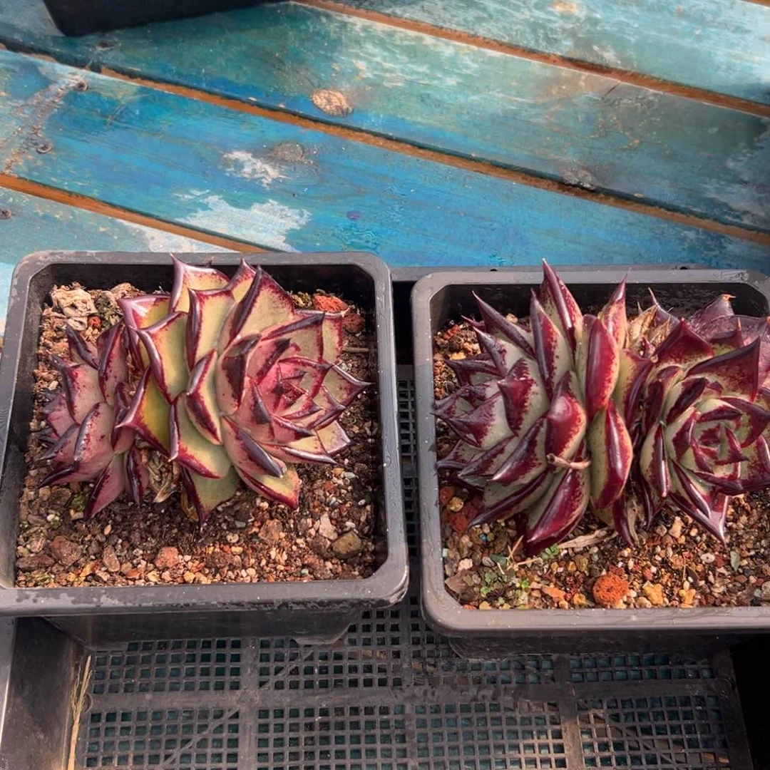 多肉一物一拍0125-106