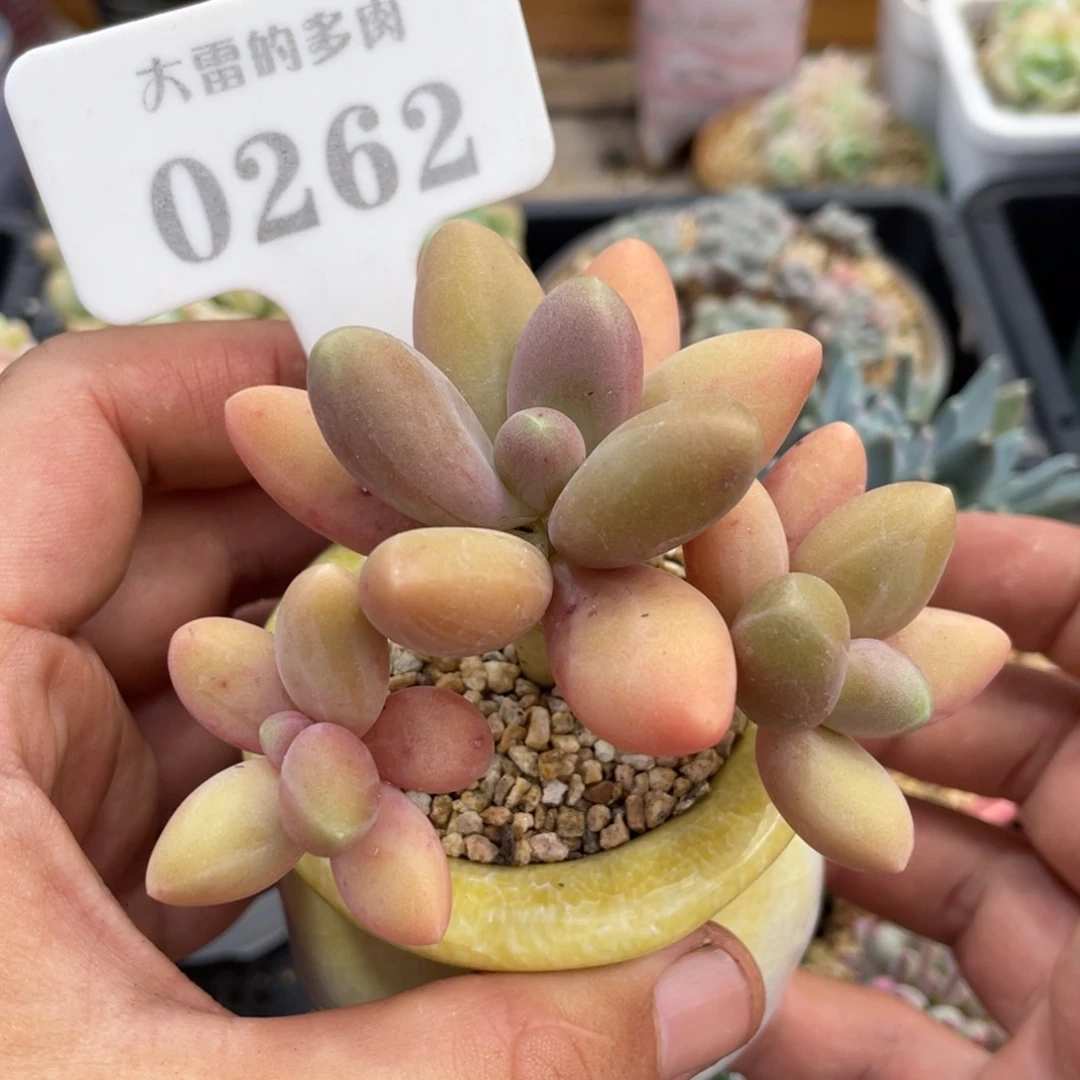 0262糖果美人不带盆8厘米