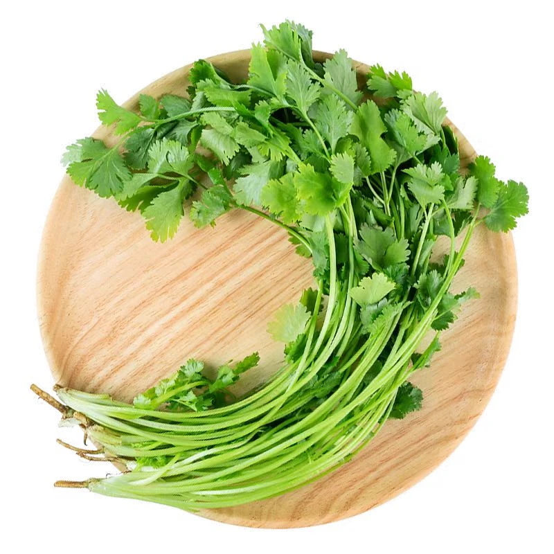 新鲜香菜