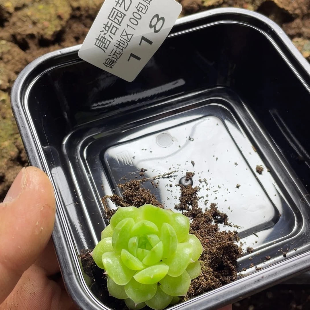 竹*✨不知名一物一拍118