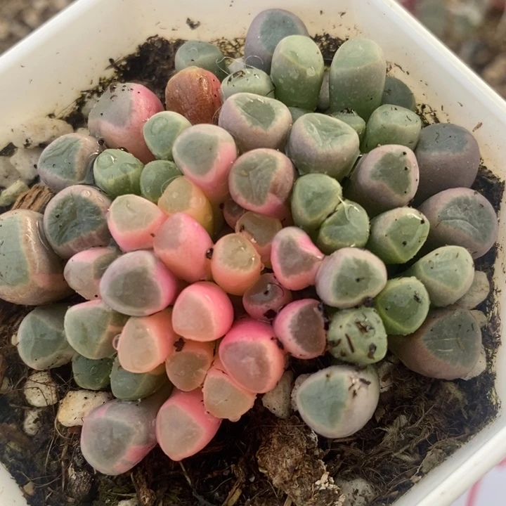 775一颗一颗一颗