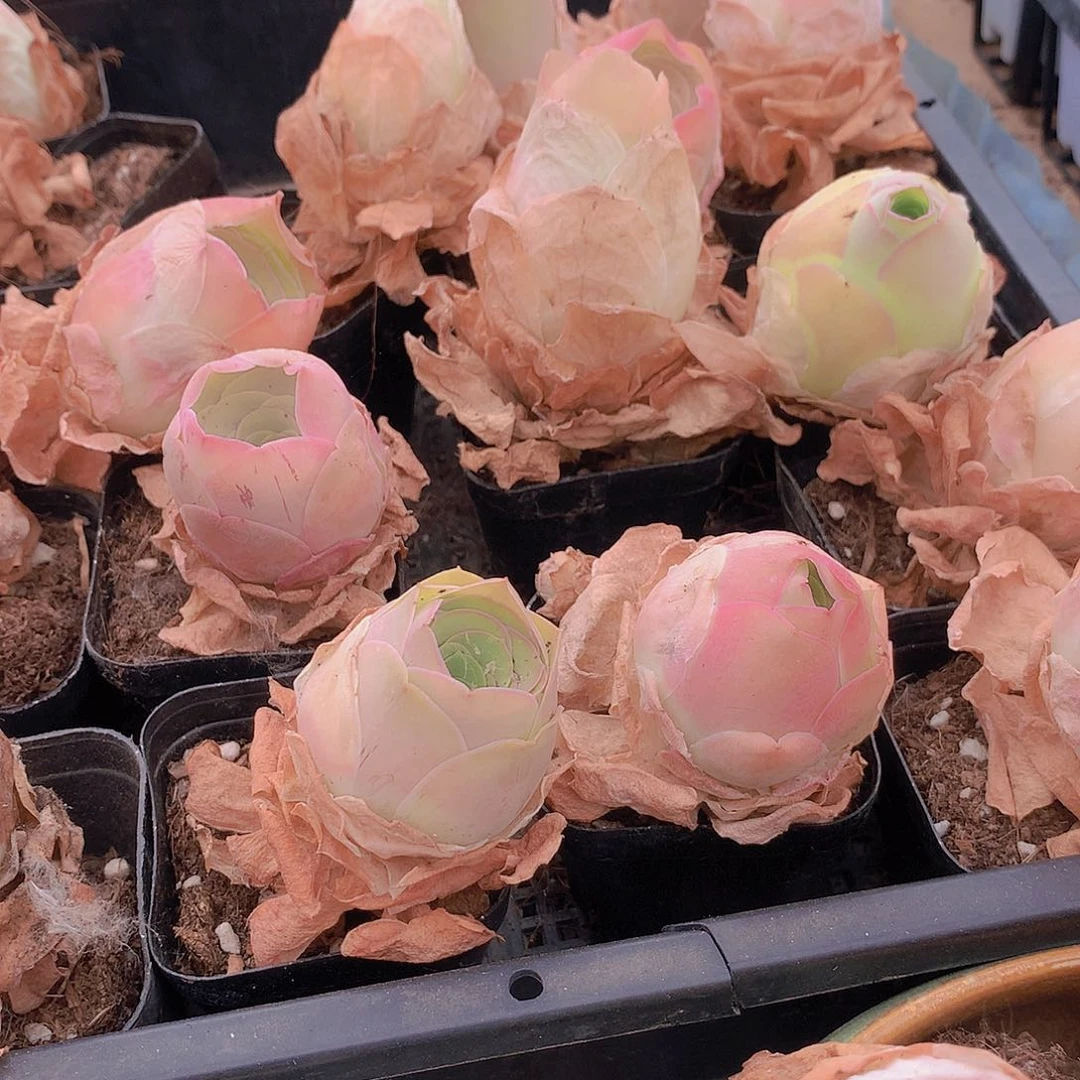 两颗玫瑰245678899