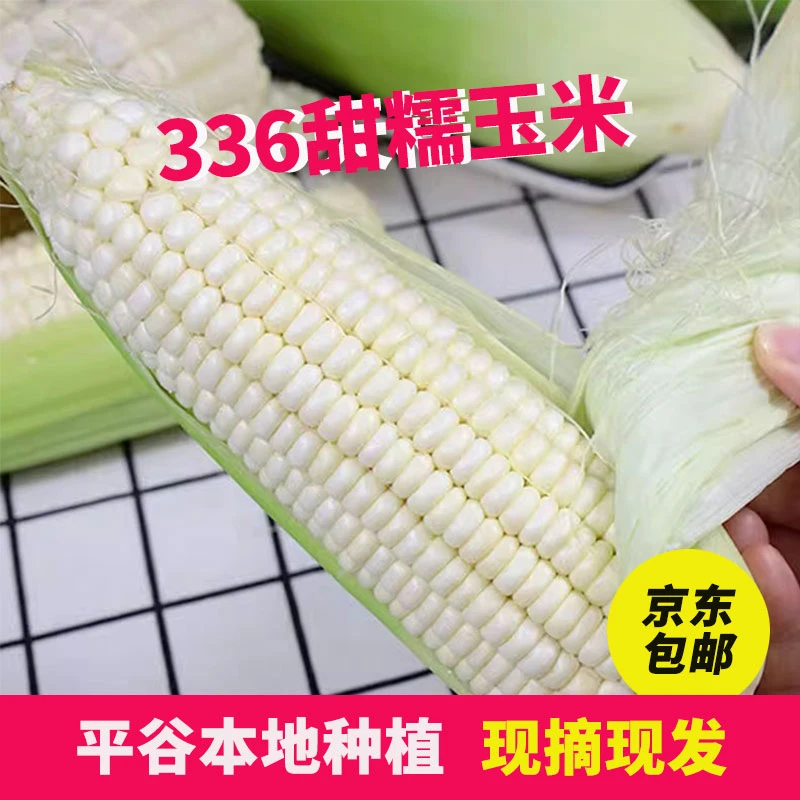 336玉米白甜粘新鲜现摘现发平谷水果平谷香甜牛奶糯玉米棒子