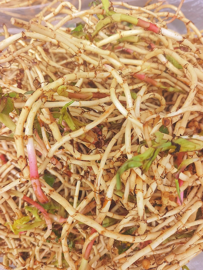 镇雄本地折耳根！