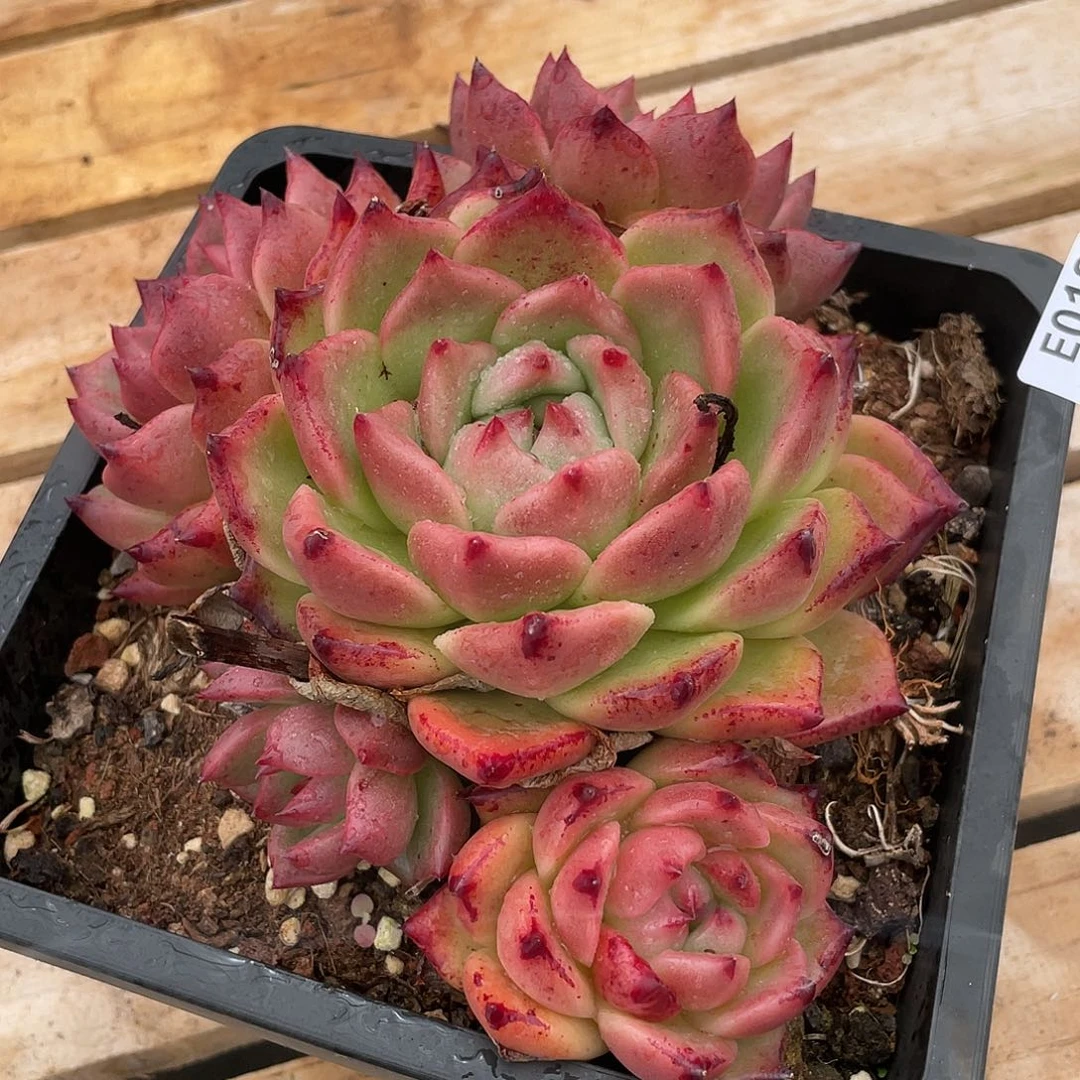 若如东云单拍E018