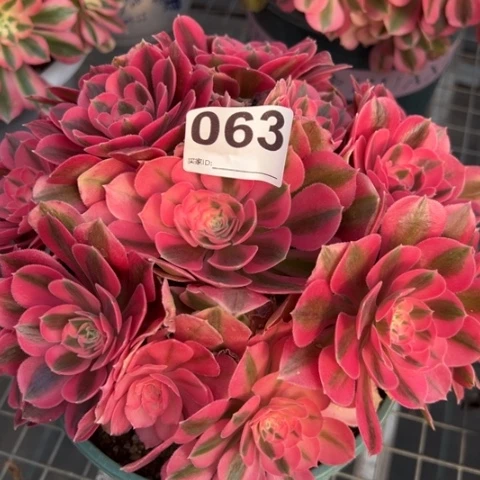 063女巫22厘米左右