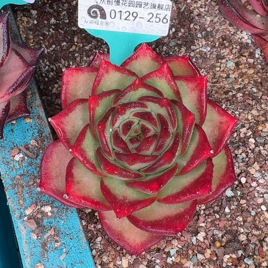 从前慢花园多肉0129-256