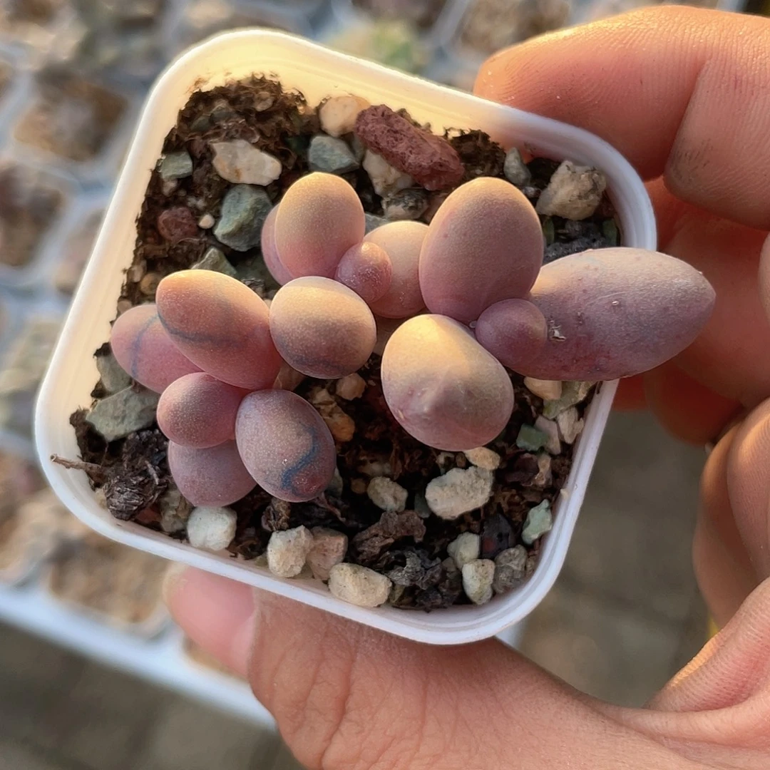 糖果 美人 脱土发货 5口盆