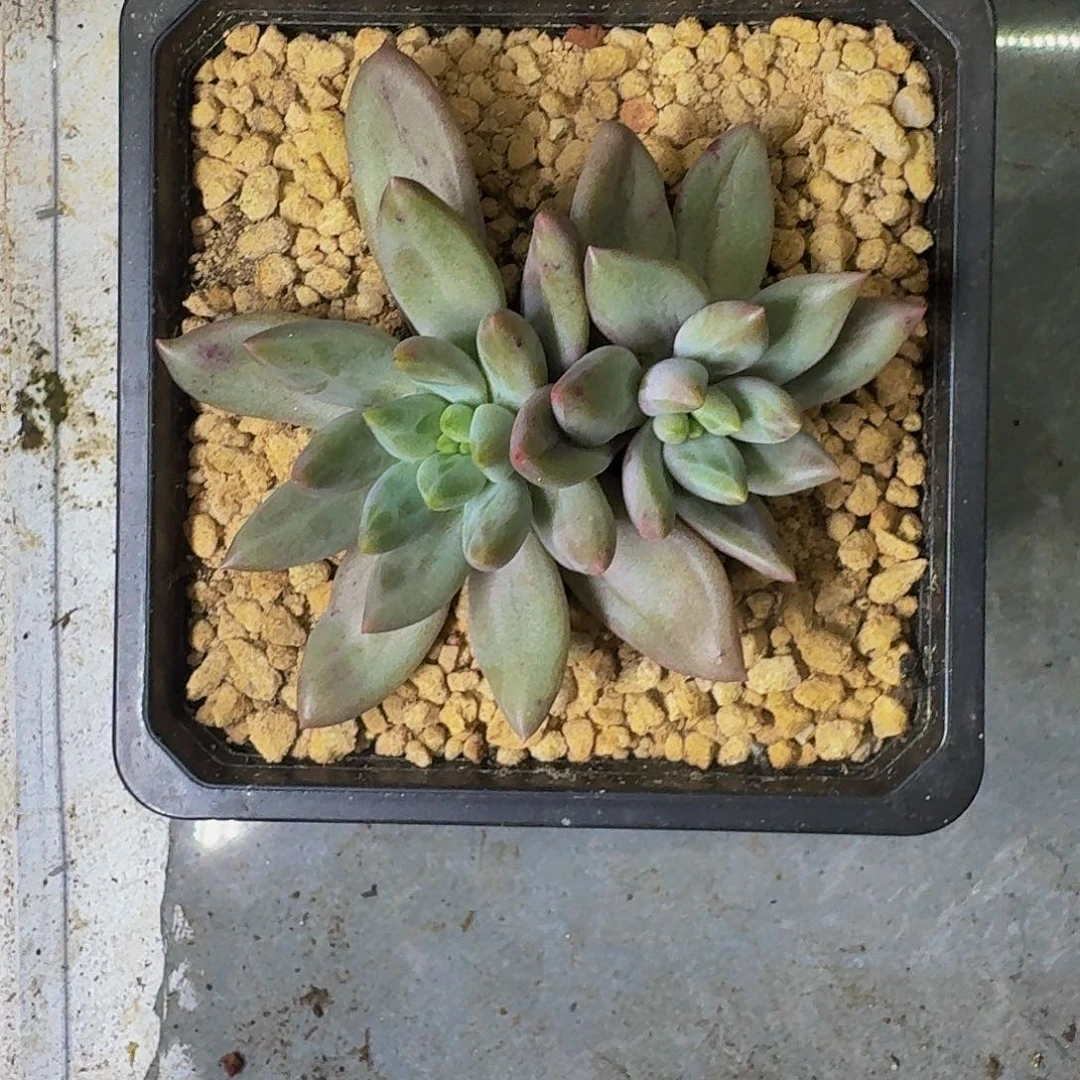 水晶球 双头 一物一拍