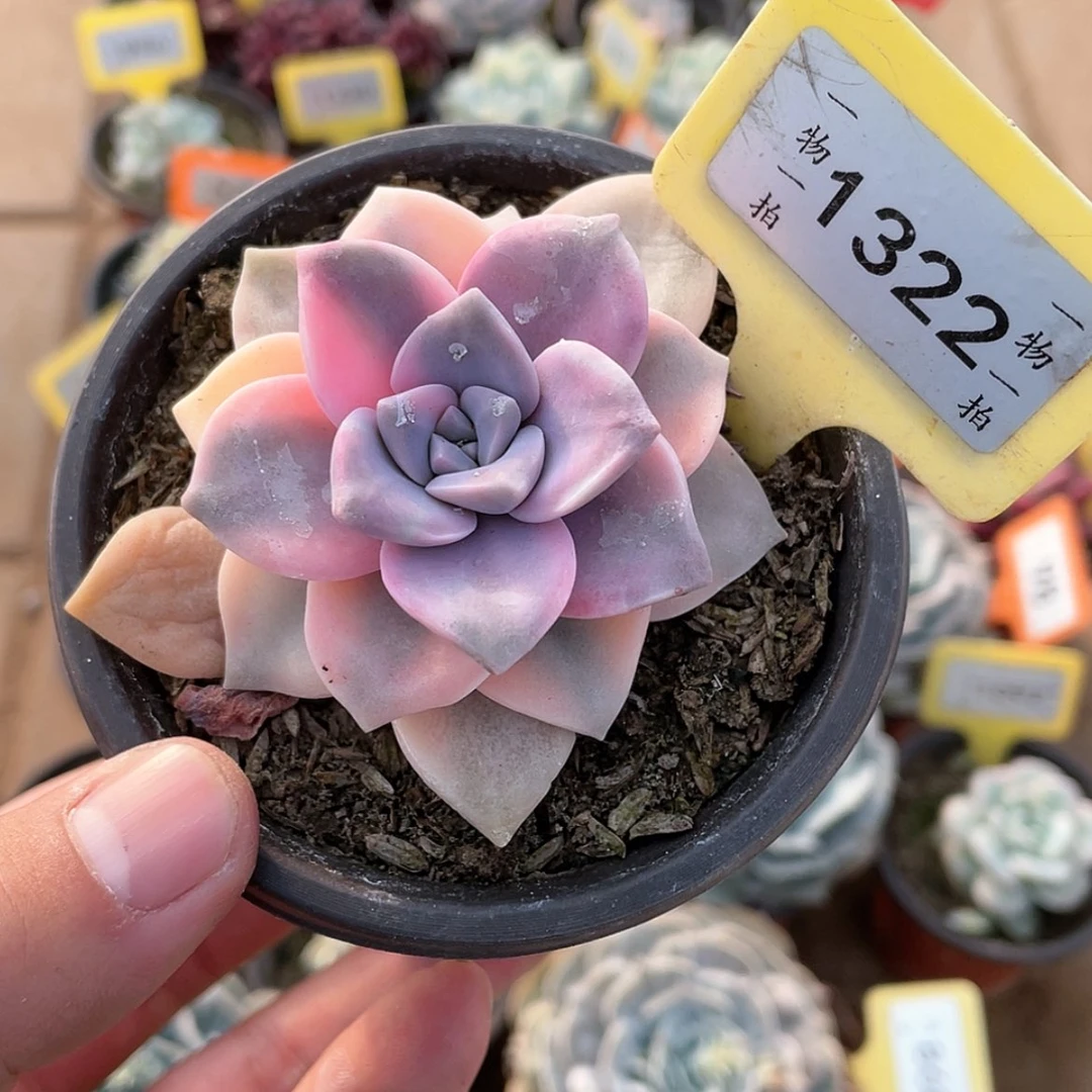 【闪购商品】1322号