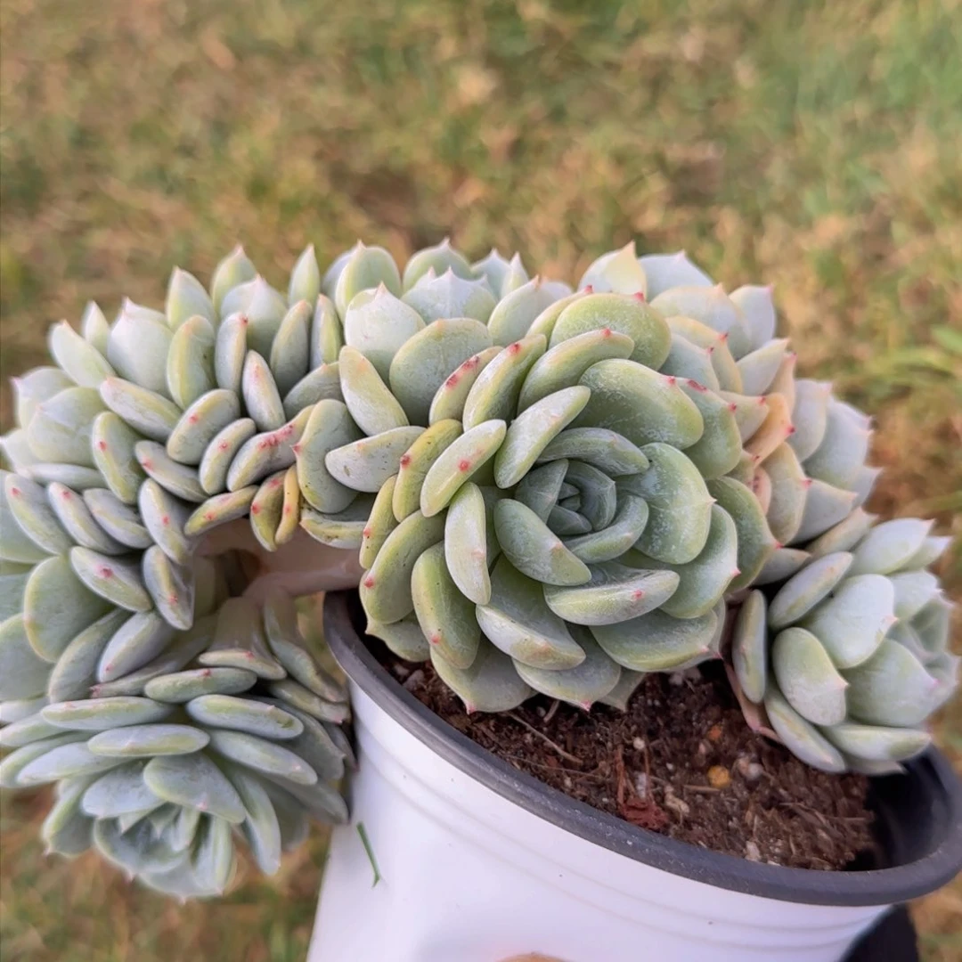 豆*多肉植物多肉植物