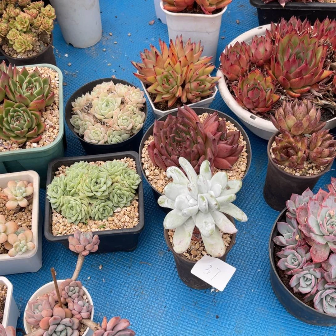 维**奶0037拇指多肉植物