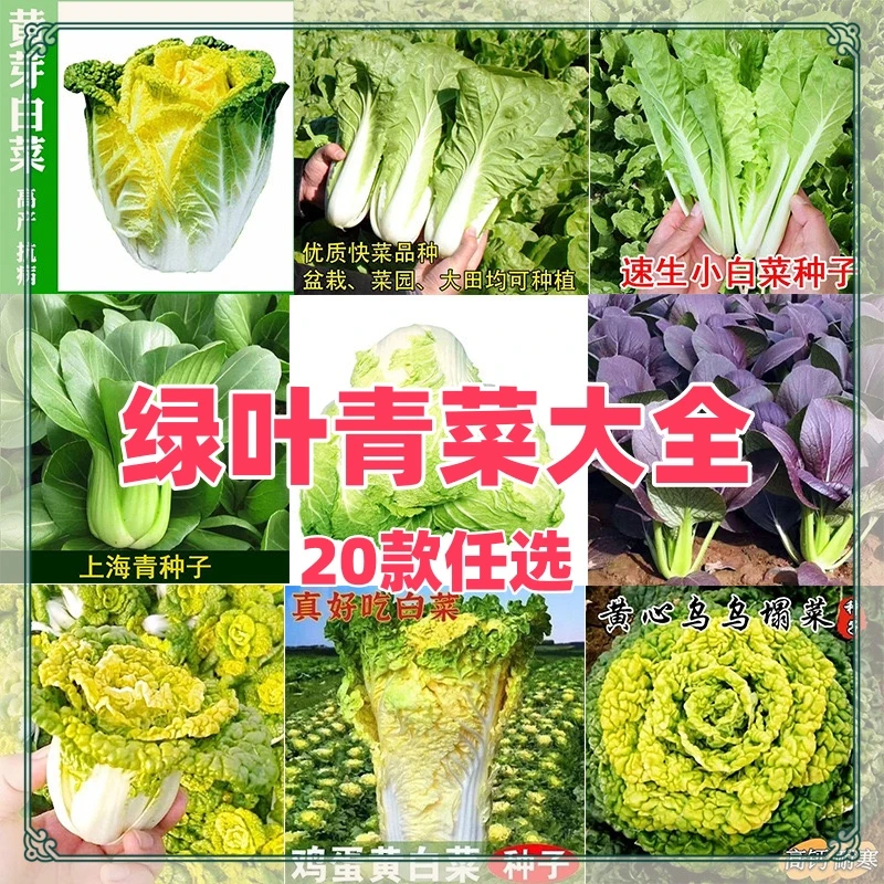 【春播叶菜大全】春季20款蔬菜种子种阳台青菜盆栽秋冬季种籽白菜
