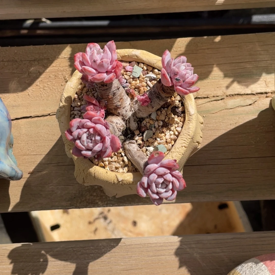 雪莲杂交群生粗腿