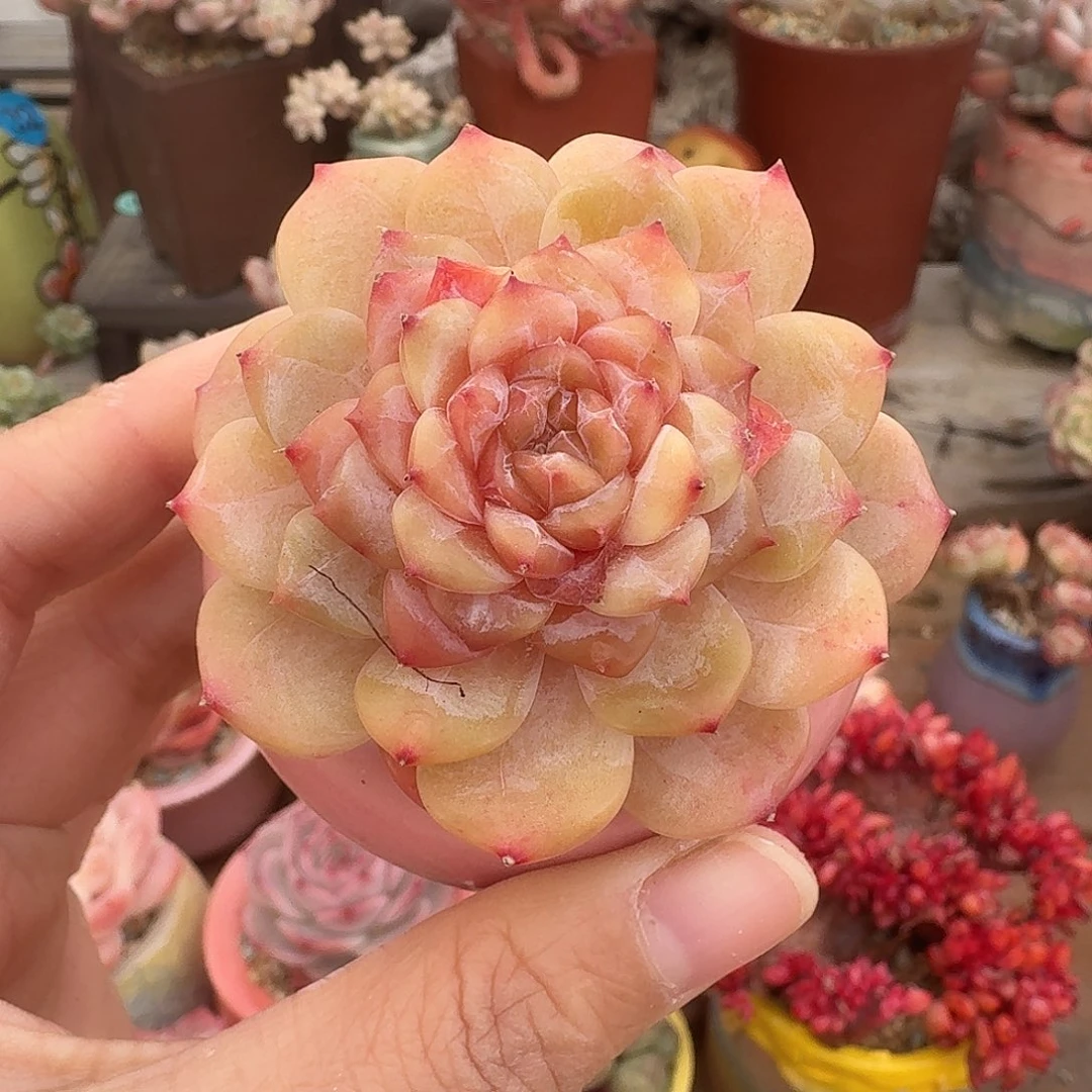 巧克力冰魄 多肉含盆土 一物一拍