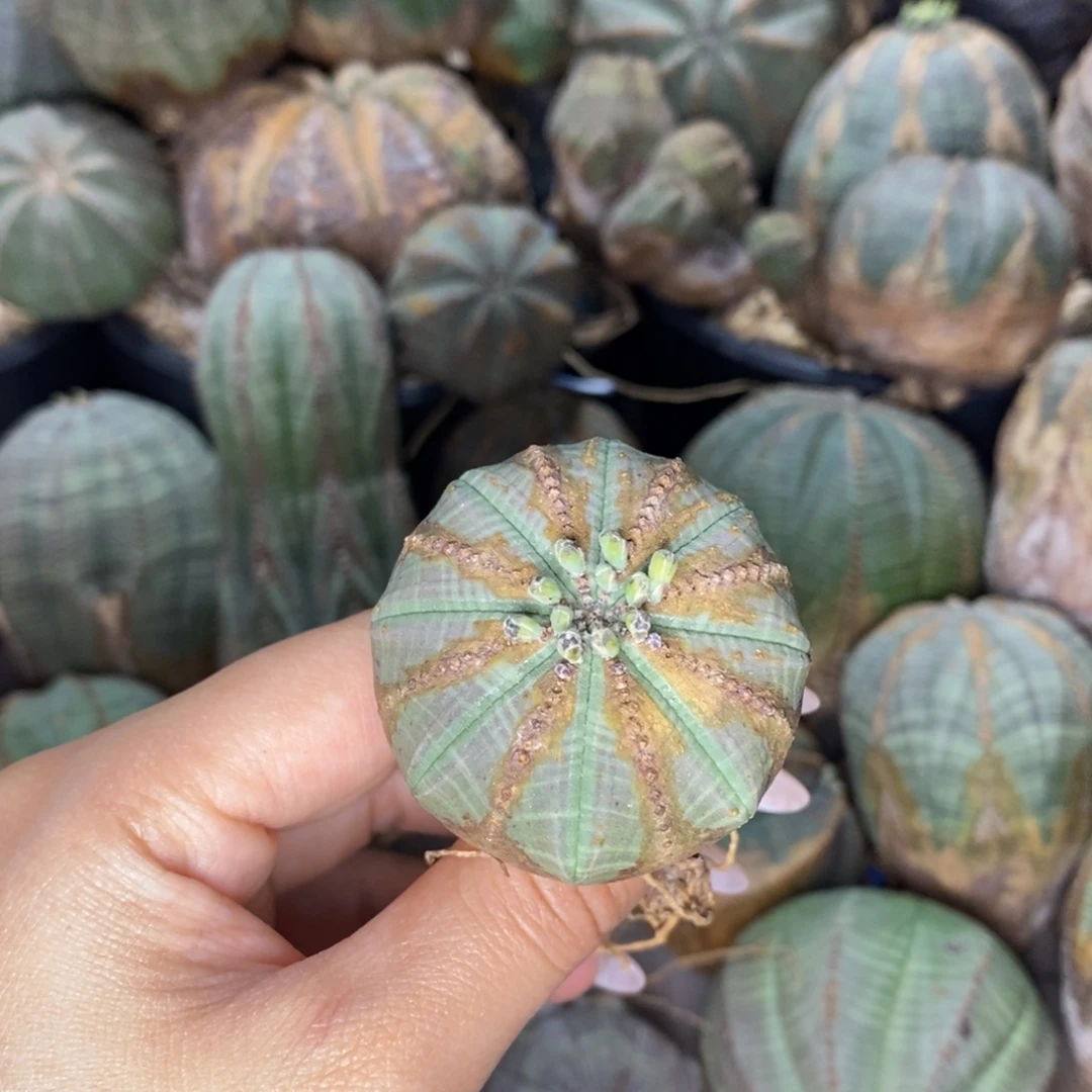 欧系实生布纹球一物一拍