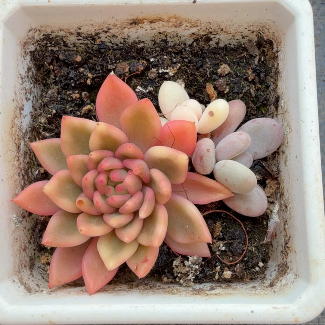 红酒冬云锦锦上园艺一物一拍