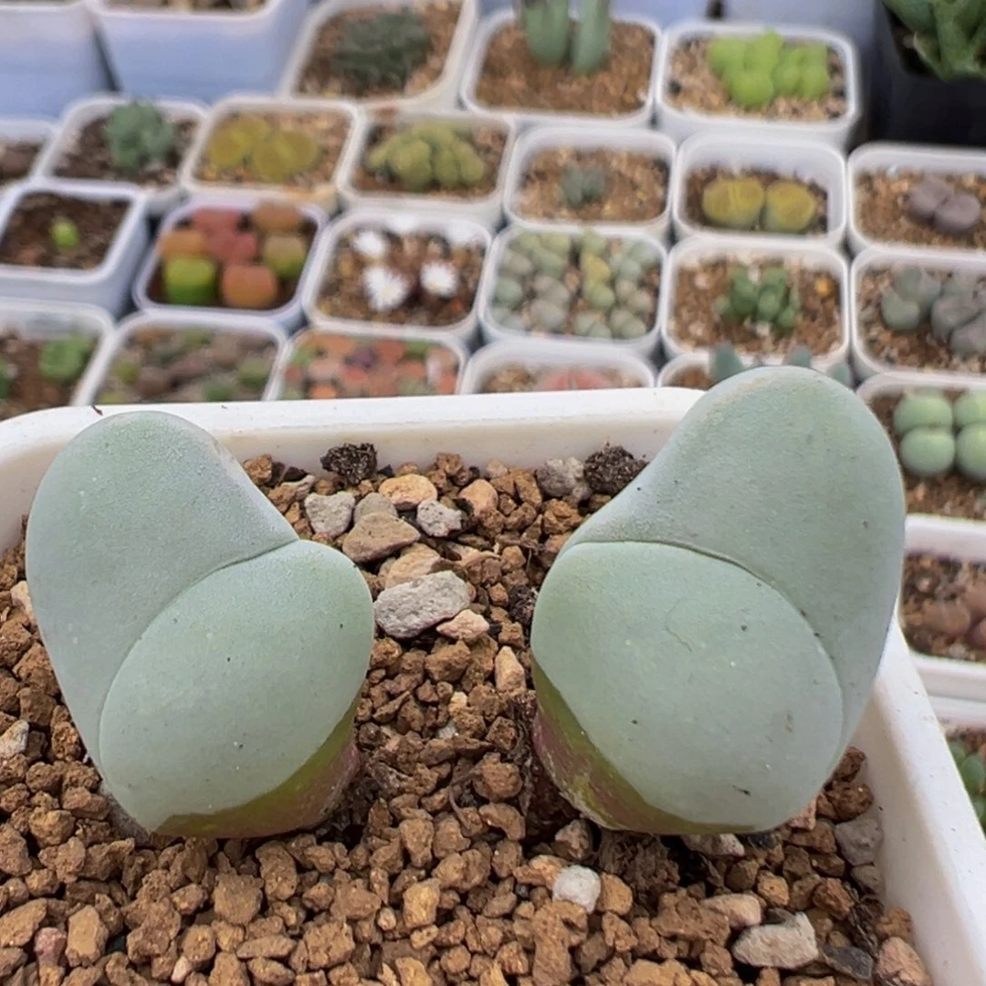 70多肉植物百科植物