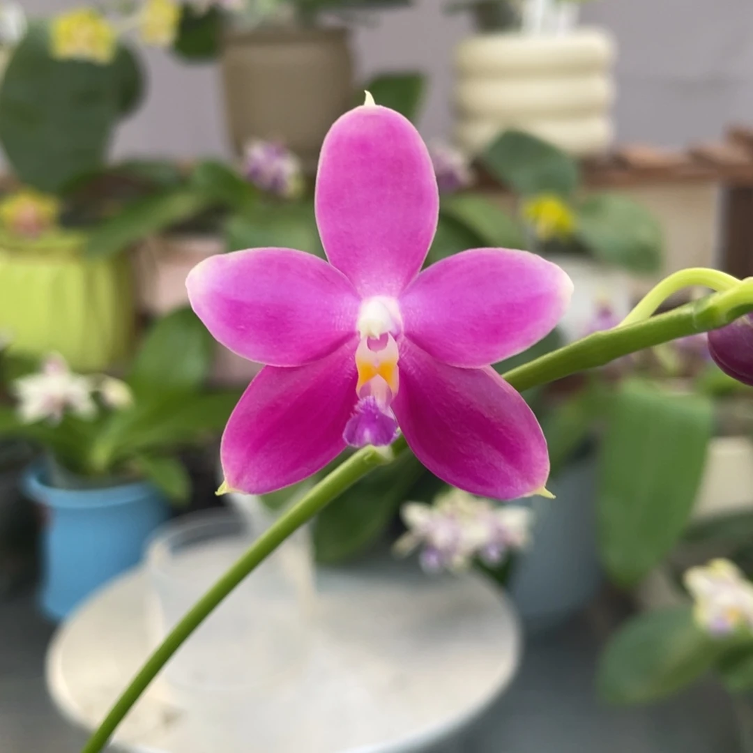 完全开放盲盒，2.5杯开花株