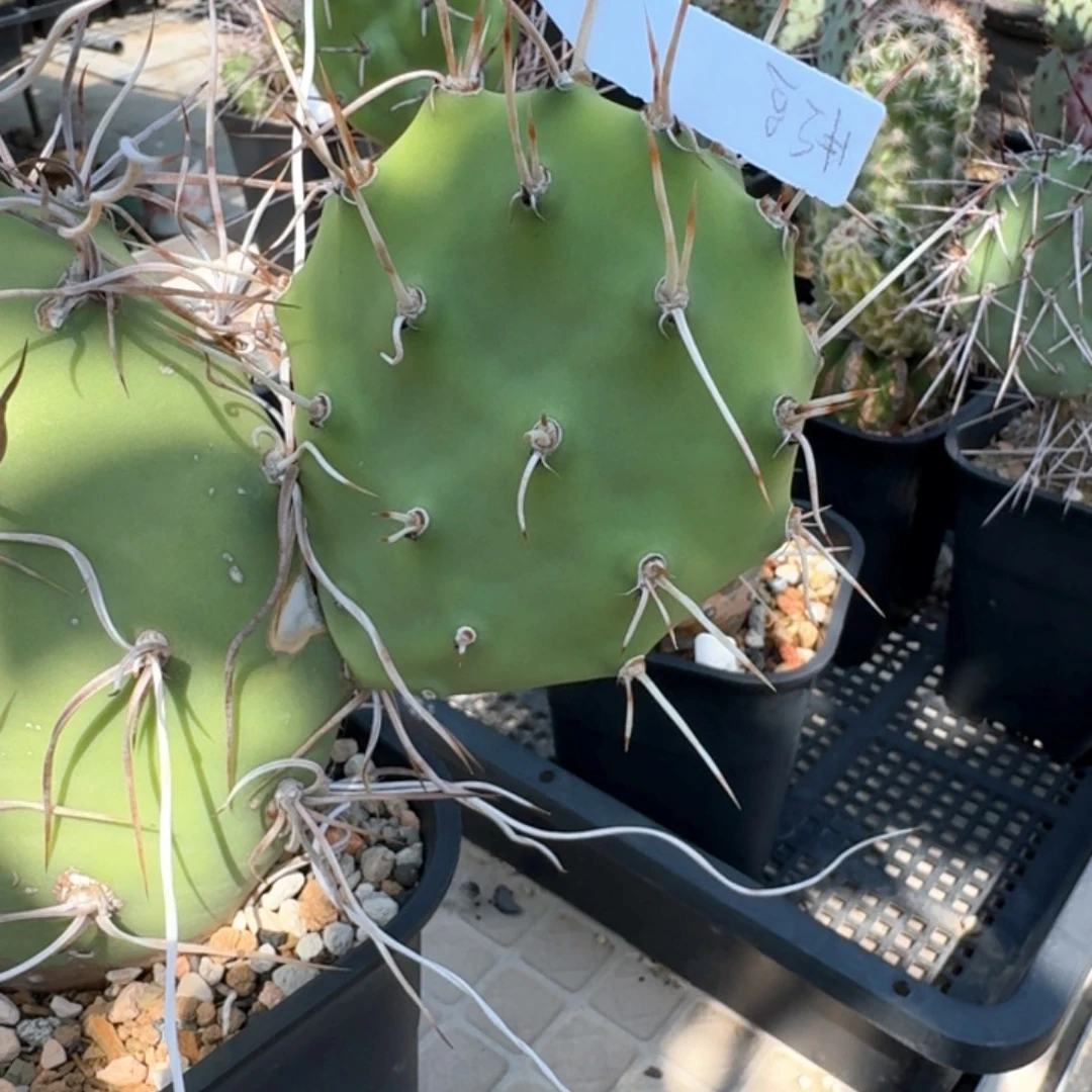 开***水一头花花花花花花花