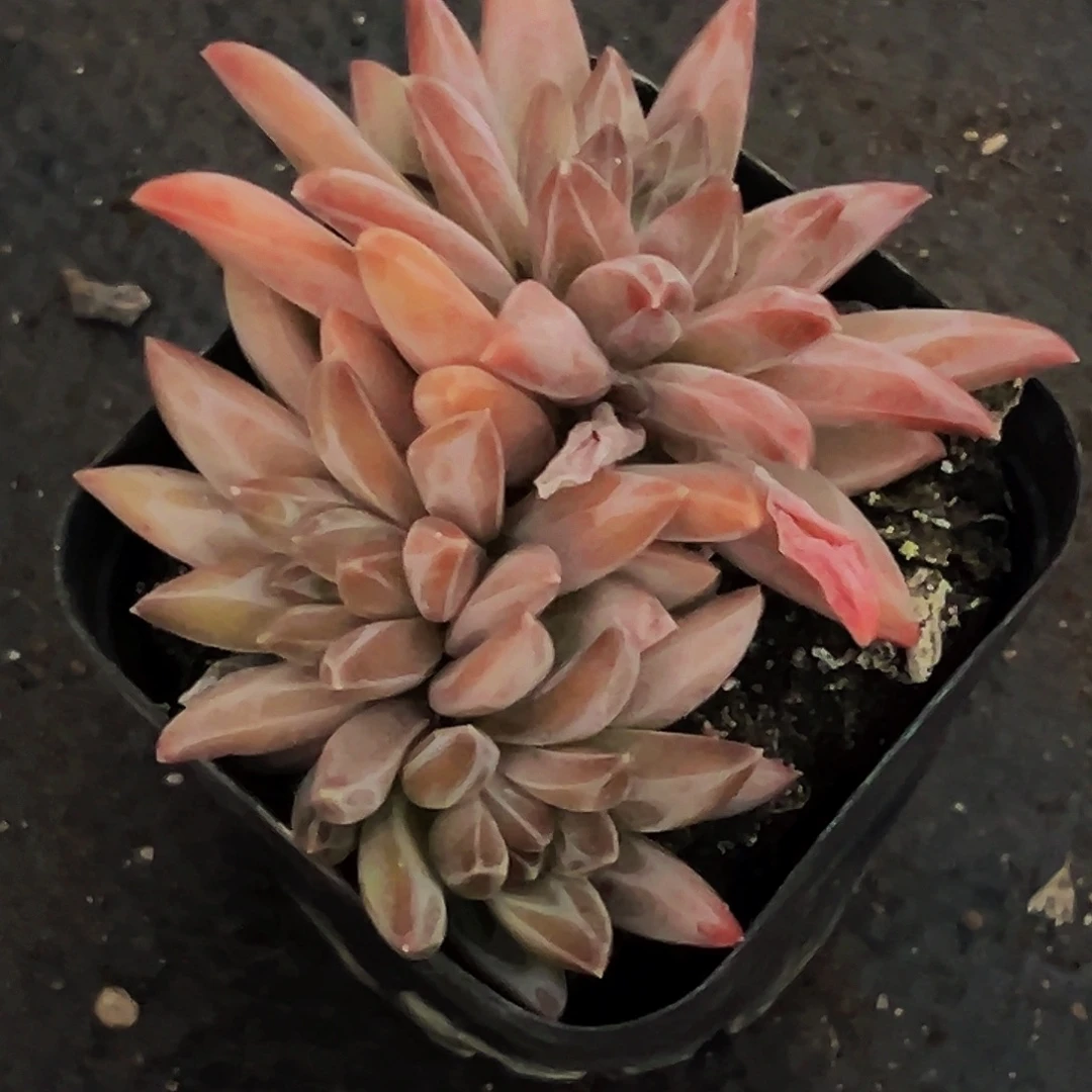 桔云多肉美人精品系列