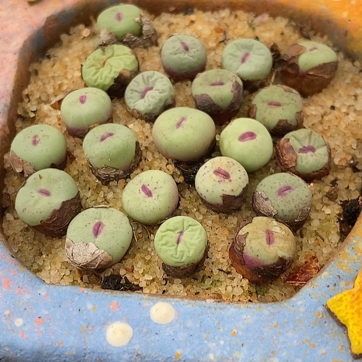 1380B小红嘴2颗。