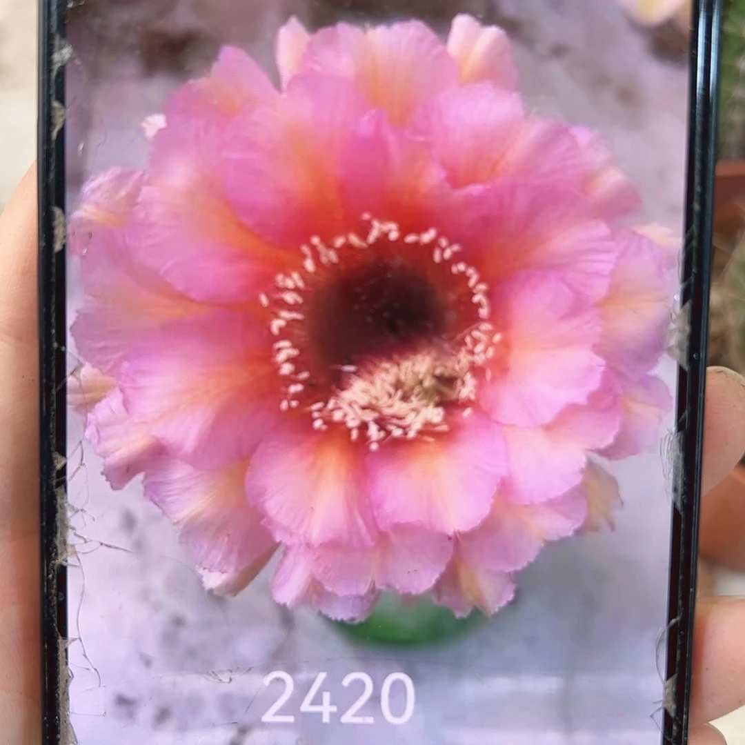 彩草2420号侧牙3公分左右