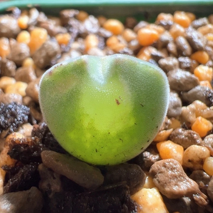 w/240。青蛙2年短耳球体大眼睛 干疤福利。超大眼