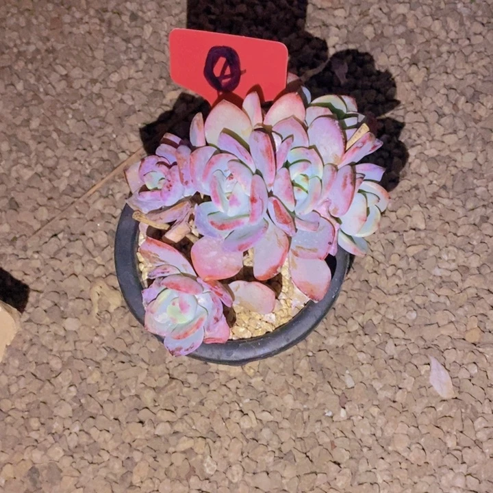 睿****常是啊那就是因为不愿意