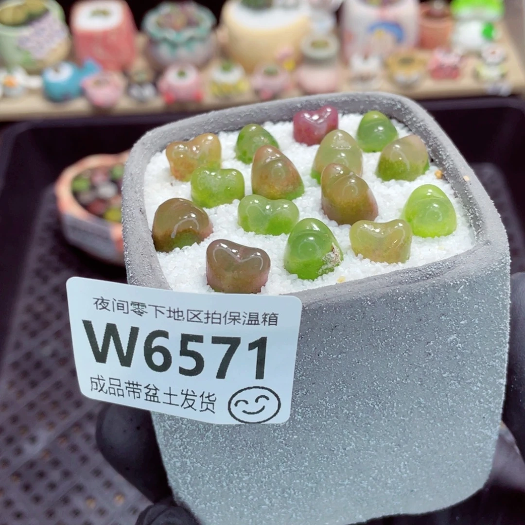 夜间零下地区拍保温箱w6571