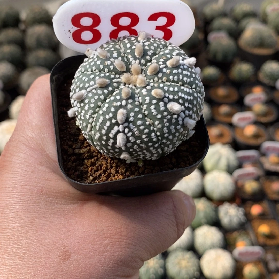 883六愣连线超兜