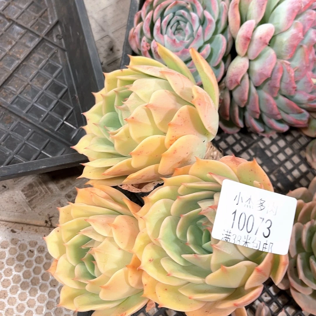 小杰黄玫瑰10073