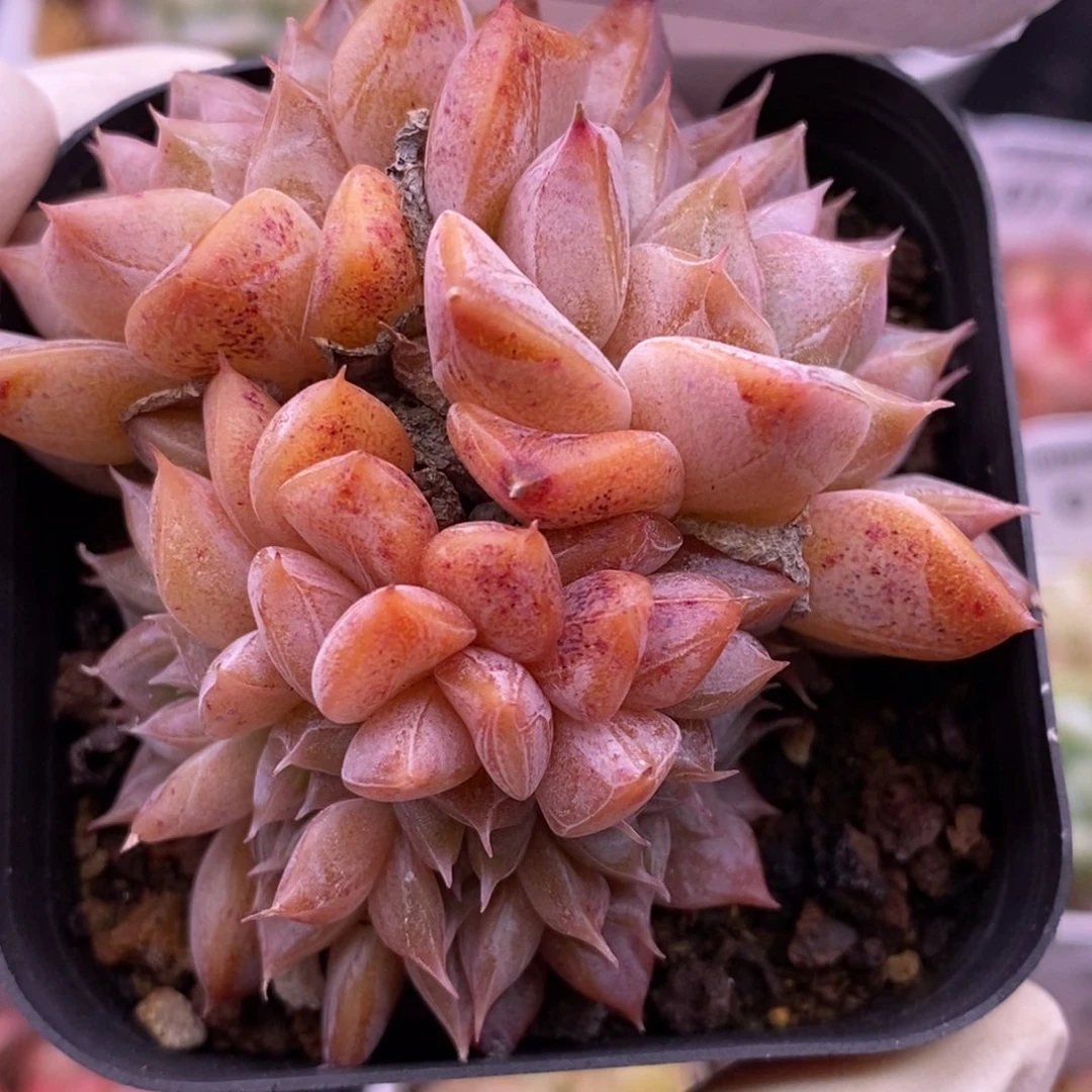 【闪购商品】07-03