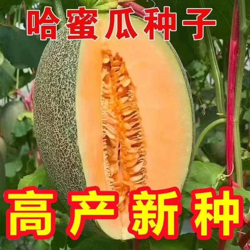 【哈密瓜】种子新疆哈密瓜种子甜瓜种孑超甜网纹高糖四季