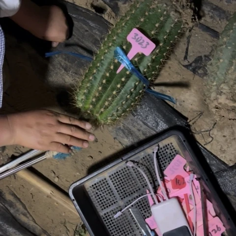 落雁3023毛花柱微瑕