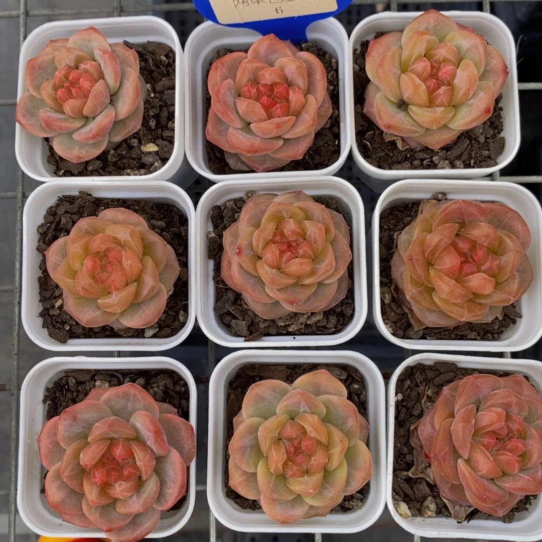 6-精品糖心珍妮雪芙蓉单头一个