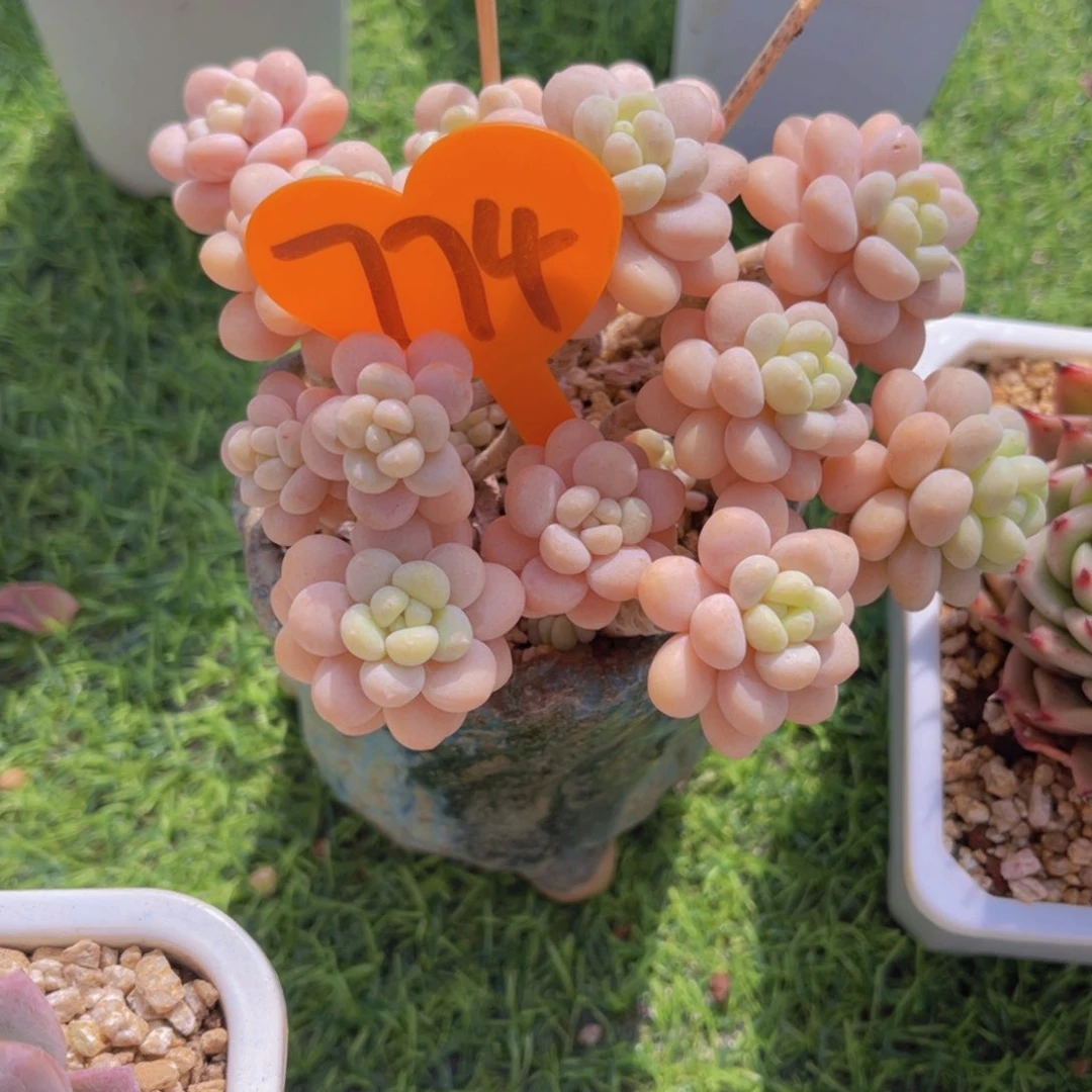 彼**克774号多肉植物一物一拍