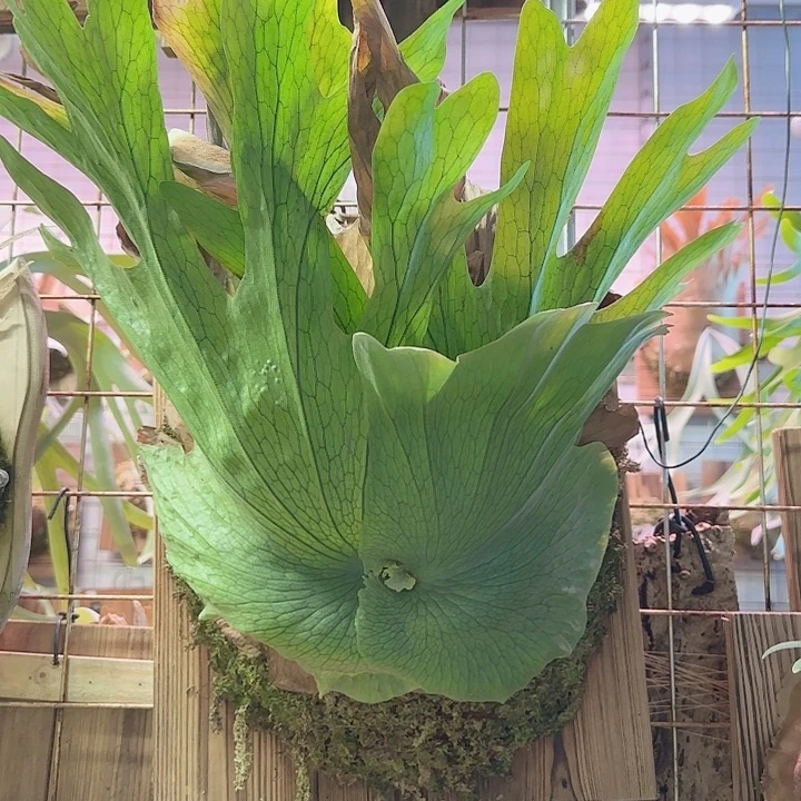 无花朵女王000030