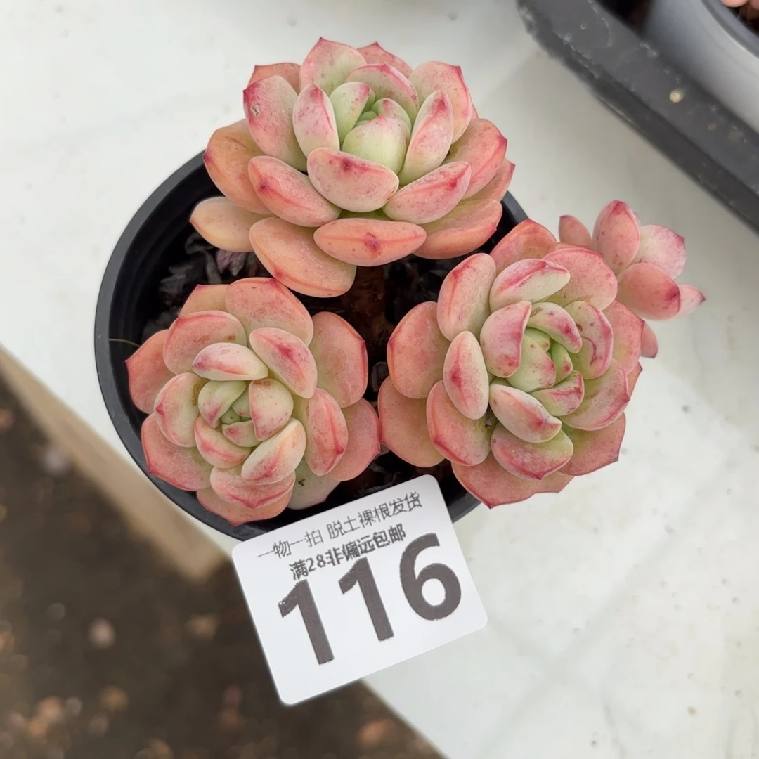 香草老桩无盆土发货