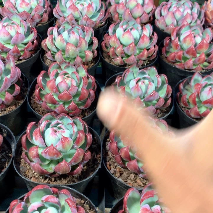 超大惊鸿仙子多肉植物