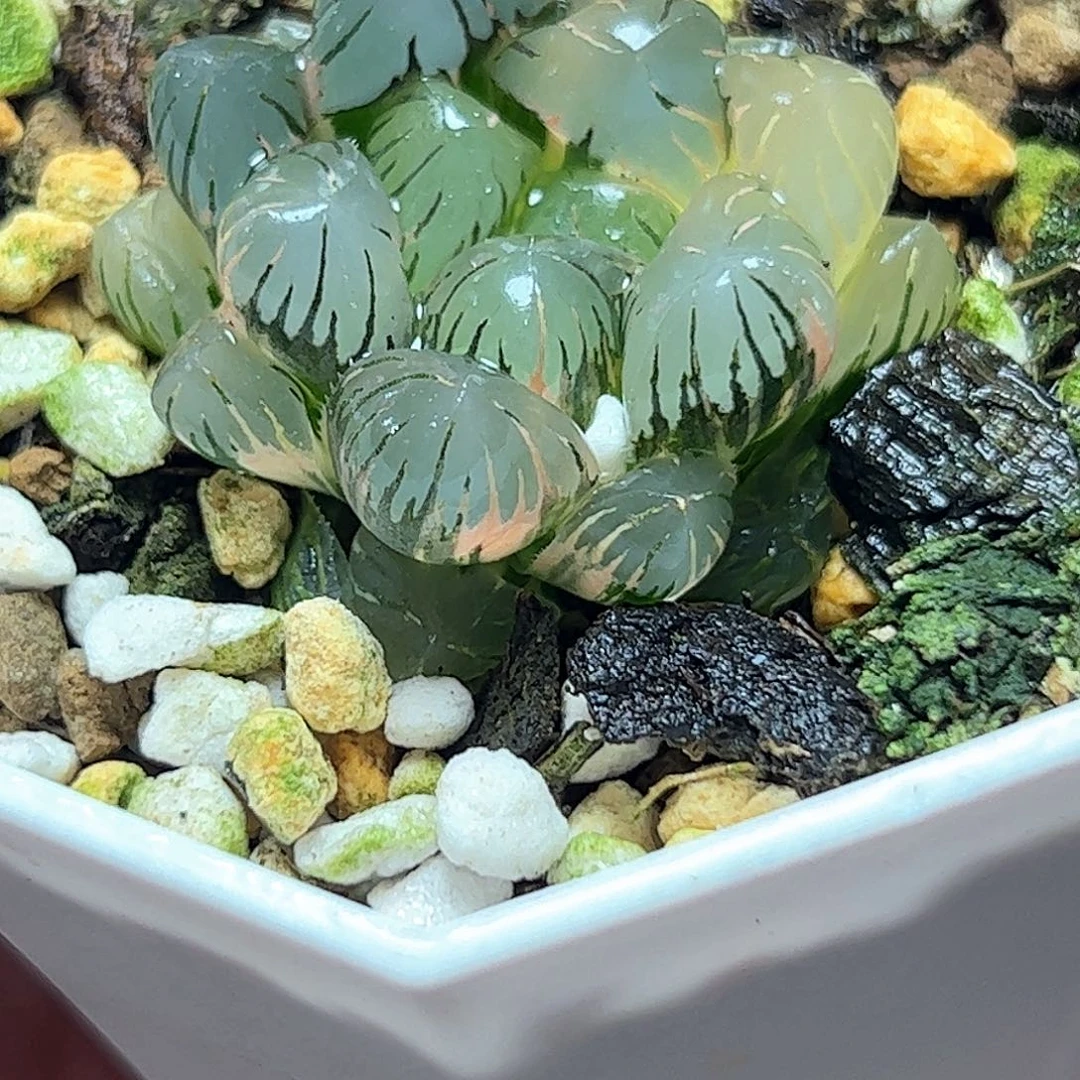 冰灯锦十二卷多肉植物